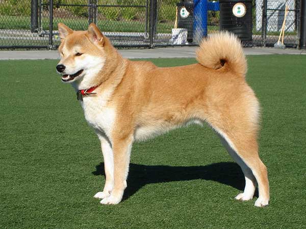 Shiba chó tượng trưng hạnh phúc của Nhật: Shiba chó được xem là tượng trưng của niềm vui và hạnh phúc, và được lấy cảm hứng từ văn hóa Nhật Bản. Với gương mặt mặt lạnh và tính cách độc lập, Shiba chó chắc chắn sẽ khiến bạn thích thú và bất ngờ.