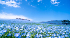 Vẻ đẹp lay động lòng người của hoa Nemophila tại Hitachi Seaside Park