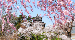 Cảm nhận vẻ đẹp lãng mạn của thành Maruoka dưới những tán hoa anh đào