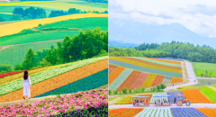 Shikisai no Oka: Thiên đường hoa rực rỡ tại Hokkaido